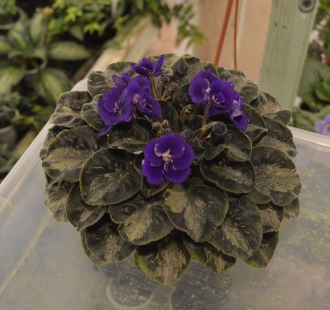 Hermony Little Stincer	(Harmony’s)