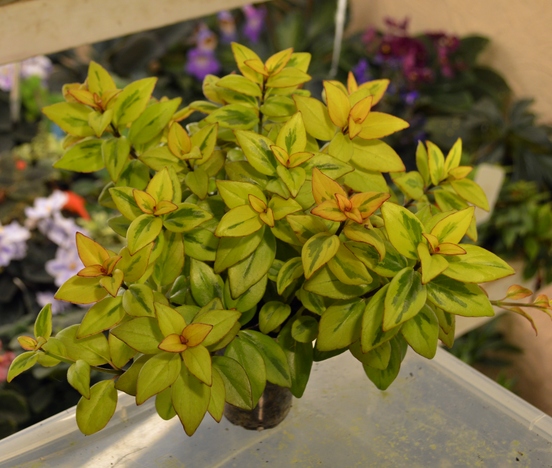 Nematanthus gregarius Sarah