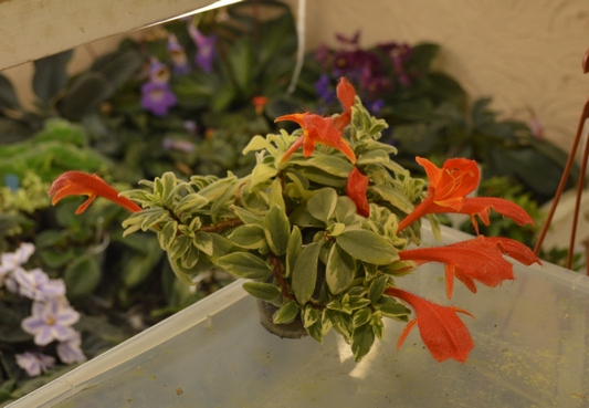 Hirta Variegata
