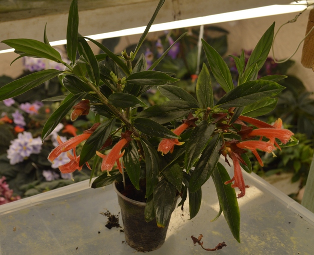 Orange Spike<br />Kartuz