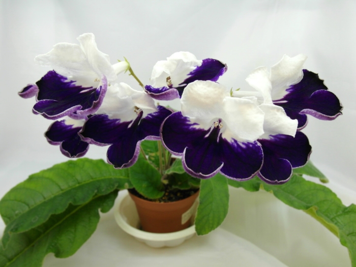 Harlequin Sapphire