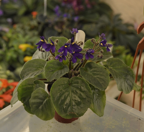 Saintpaulia Orbicularis var purpurea