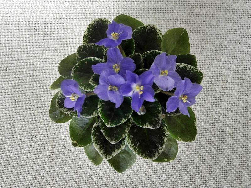 Shirl's Hawaiian Lei - спорт.JPG