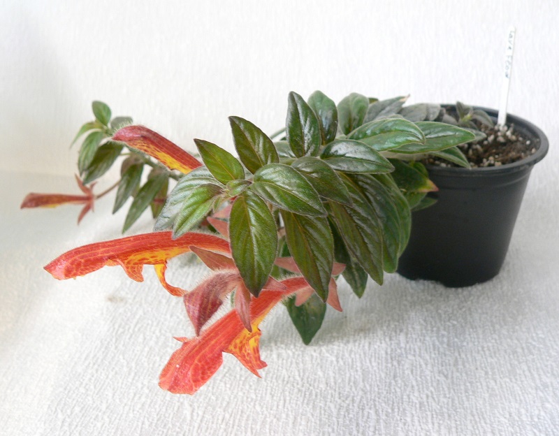 C.Lava Flow.JPG