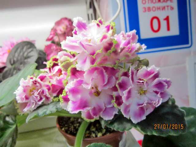 IMG_7444#001.jpg