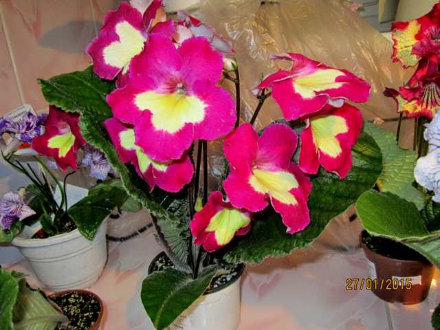 IMG_7439#001.jpg