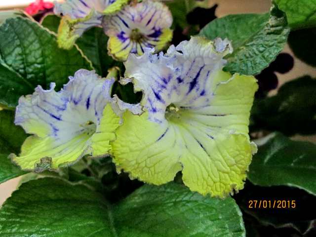 IMG_7419#001.jpg