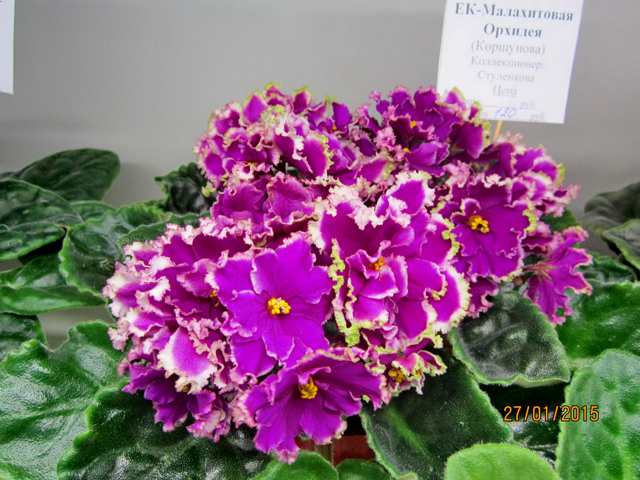 IMG_7408#001.jpg
