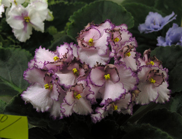 Raspberry Crisp,