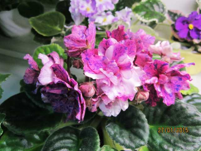 IMG_7373#001.jpg