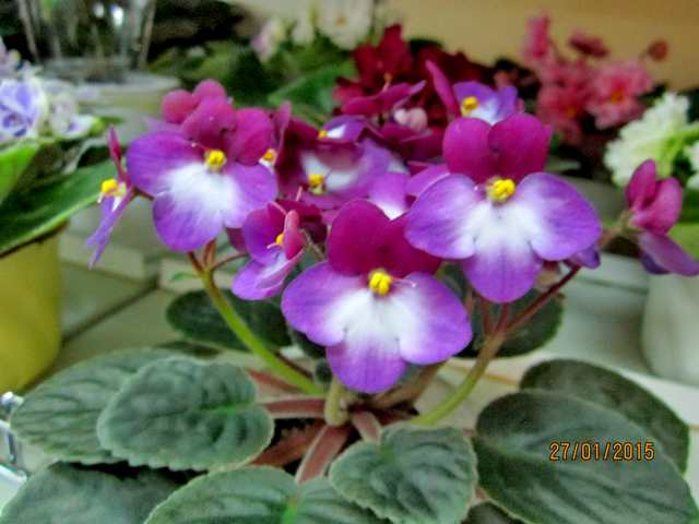 IMG_7371#001.jpg