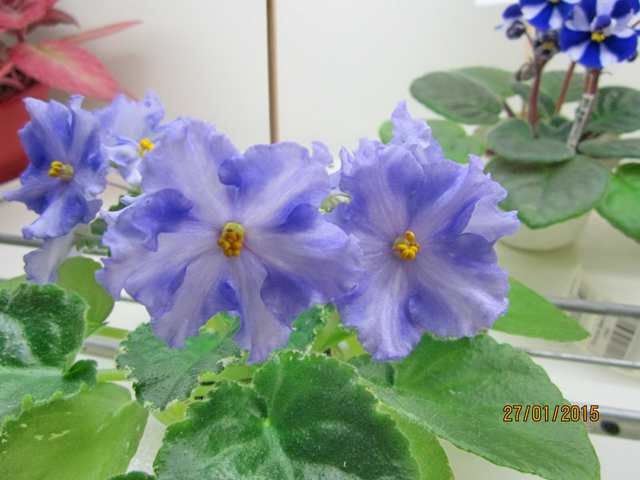 IMG_7348#001.jpg