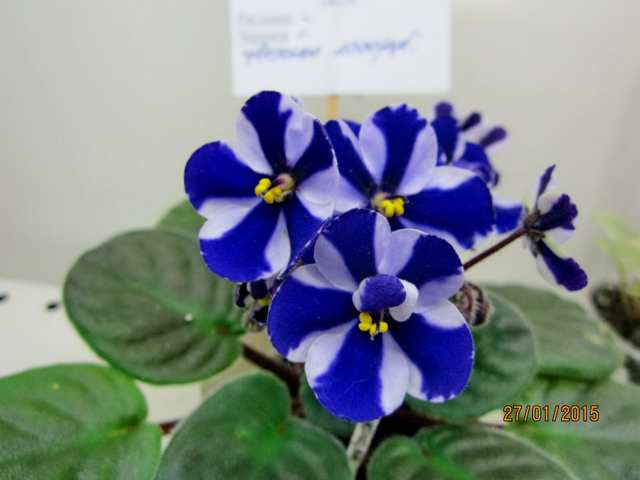 IMG_7336#001.jpg