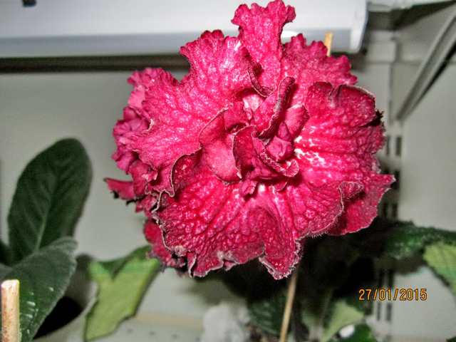 IMG_7303#001.jpg