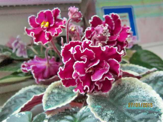 IMG_7286#001.jpg
