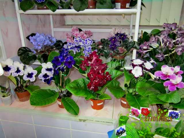 IMG_7281#001.jpg