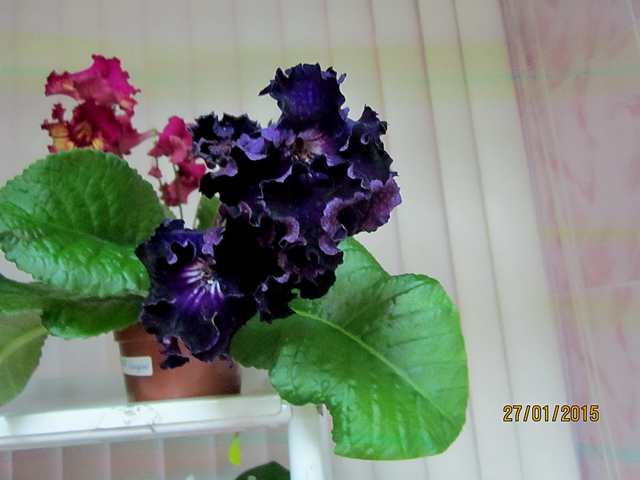 IMG_7279#001.jpg