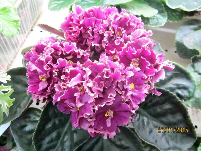 IMG_7255#001.jpg