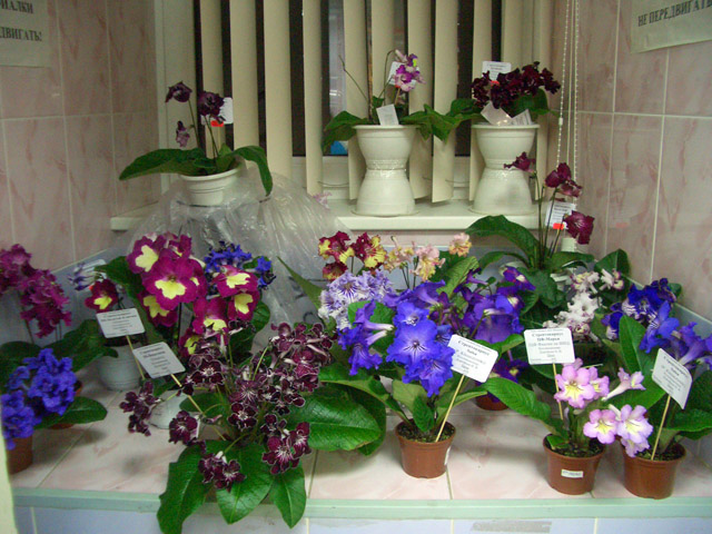 CIMG0032.JPG