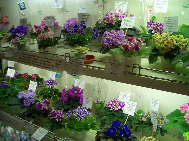 CIMG0042.JPG