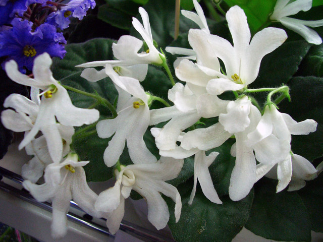 Lunar Lily white. Н.Неволина.JPG