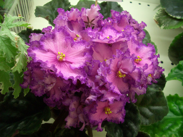 ЛЕ-Акапулько. О.Стуленкова.JPG