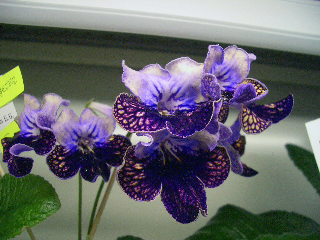 Harlequin Lace. Е.Павлова.JPG