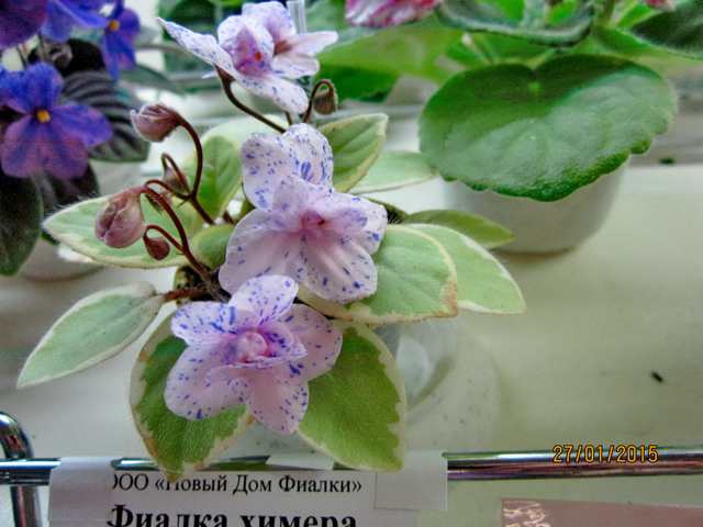 IMG_7654#001.jpg