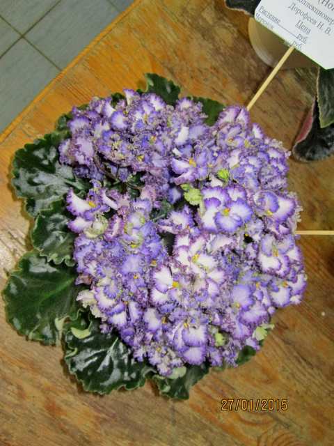 IMG_7663#001.jpg