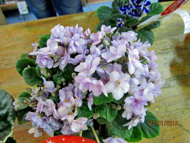 IMG_7669#001.jpg