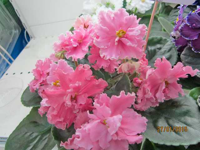 IMG_7686#001.jpg