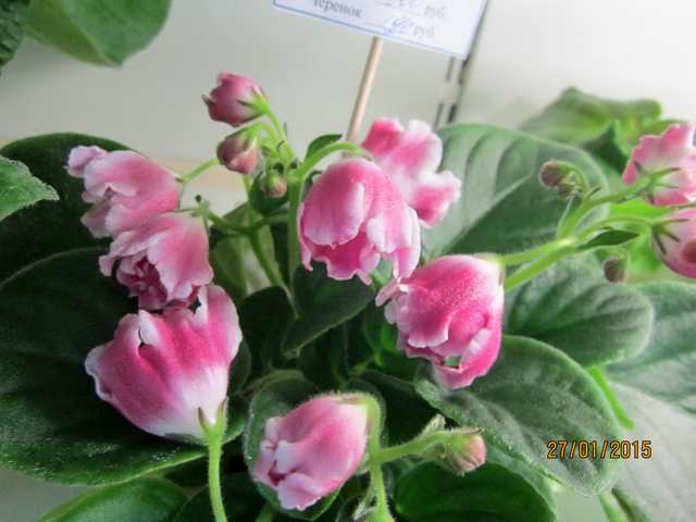IMG_7774#001.jpg