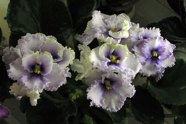 Crystal Plum