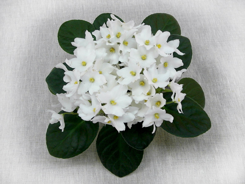 Bud's Melanie (B.Weber) Колл. Н.Дорофеев