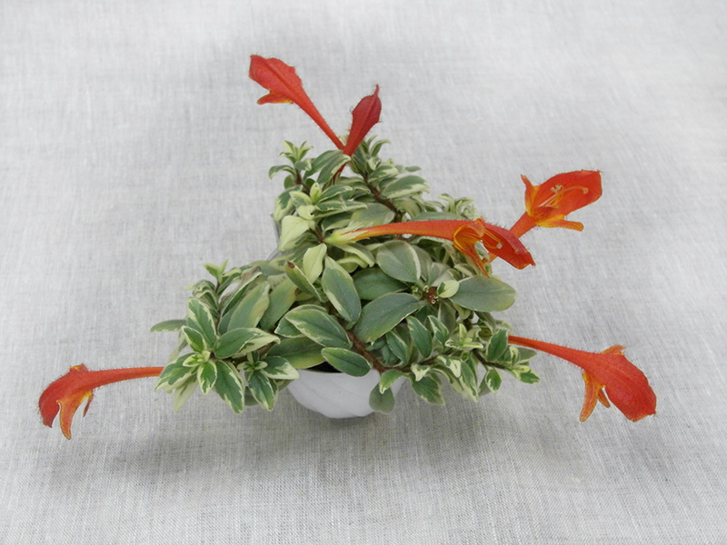 Columnea hirta 'Variegata' Колл. И.Рачков