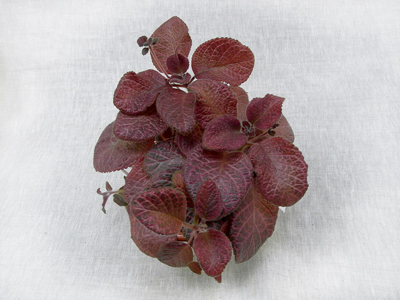 Episcia 'Pink Gator' Колл. Е.Прудкова