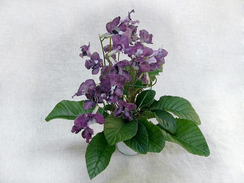 Hototogisu (K.Tanaka) Колл. Н.Дорофеев