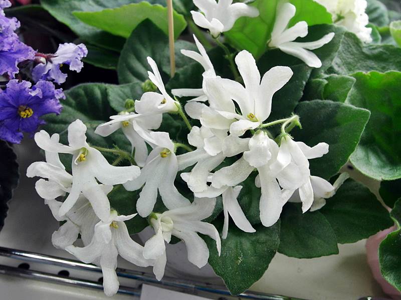 Lunar Lily White (колл. Неволиной).JPG