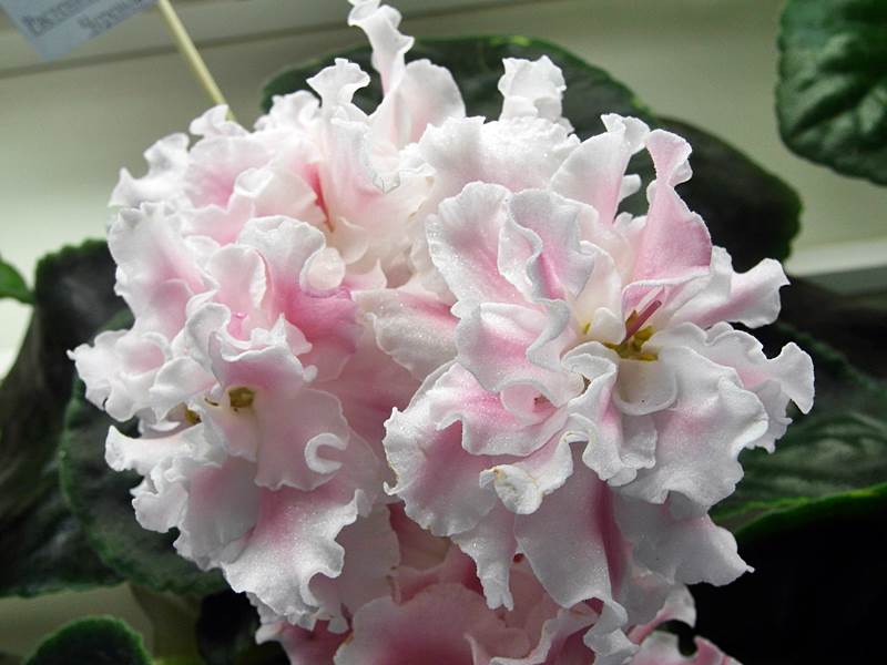 Миндаль(колл. Стуленковой).JPG