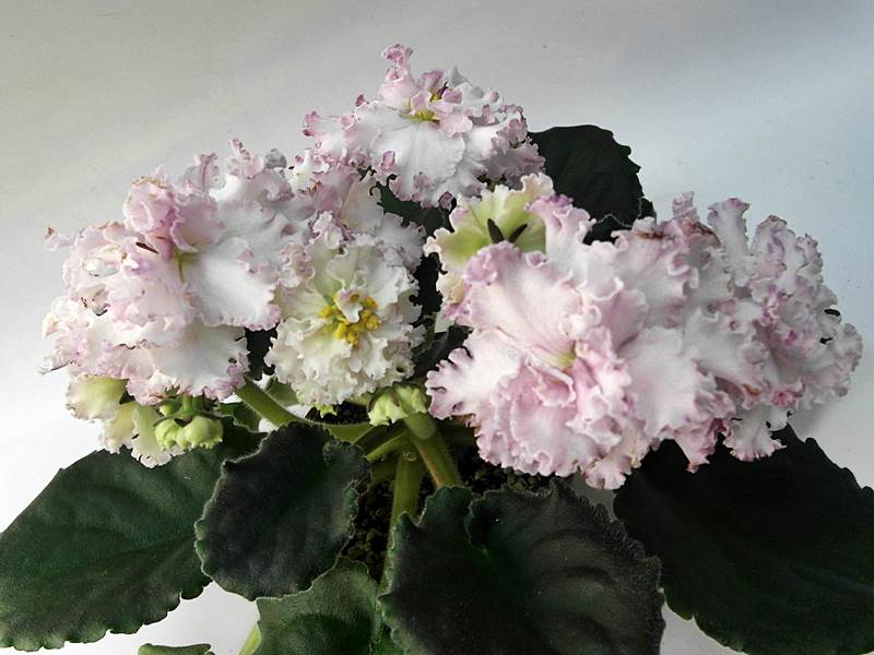 ЛЕ-Взбитые Сливки.JPG