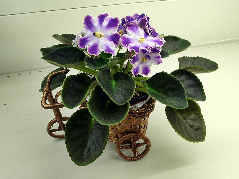 DS-Изюм (колл. Прудковой).JPG