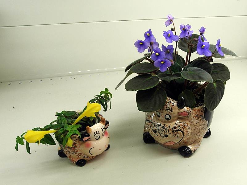 Коровы.JPG