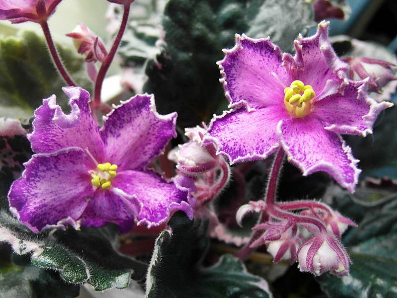 Buckeye Picotee Sweetheart (колл.Прядкиной).JPG