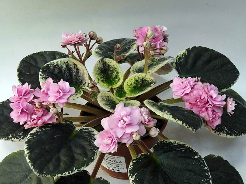 Cajun's Roses Anyone(колл.Дорофеева).JPG
