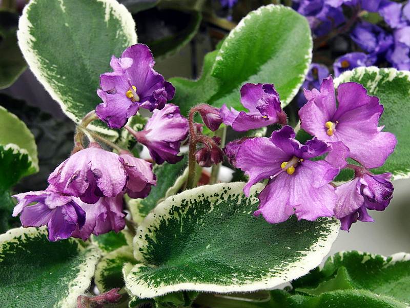 DS-Канкан (колл.Пак).JPG