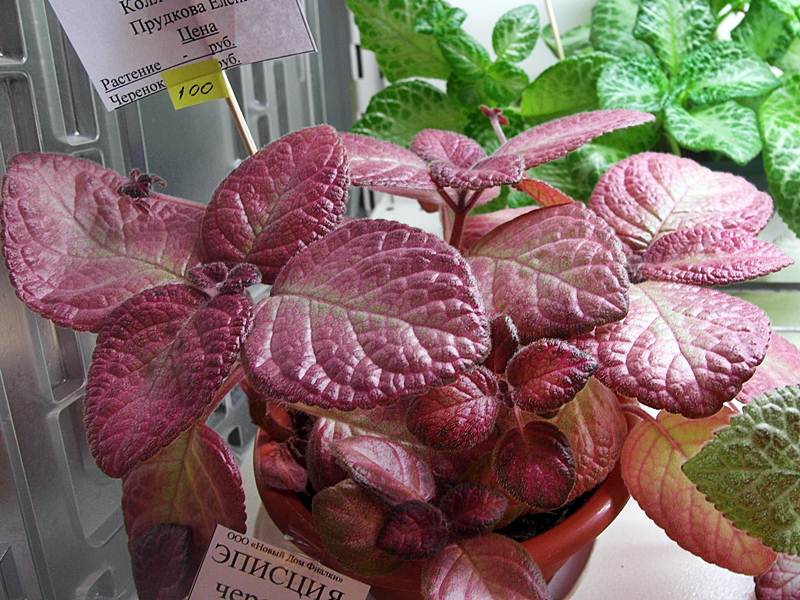 Episcia Sea Foam (колл. Прудковой).JPG