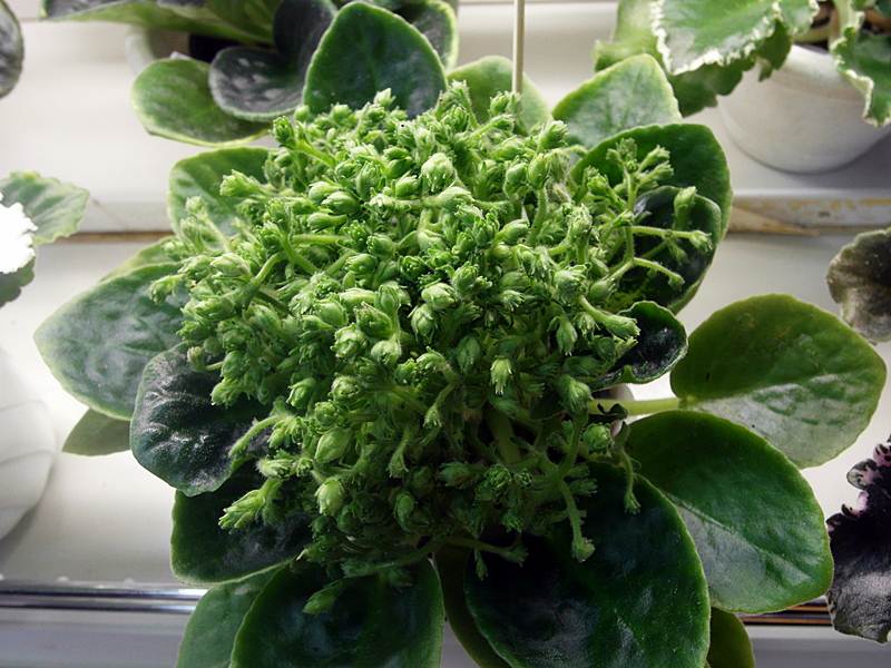 Neverfloris (колл.Прядкиной).JPG