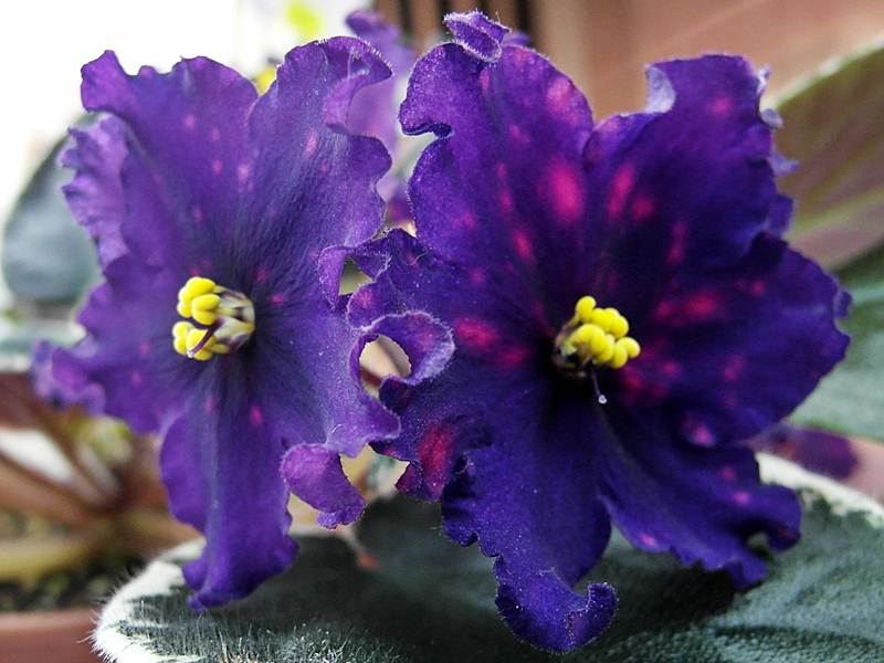 ЛЕ-Южная Ночь (колл.Дорофеева).JPG