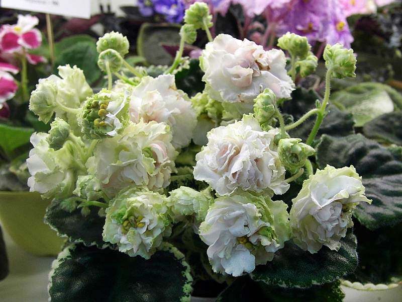 ЛЕ-Английская Роза (колл.Киселевой).JPG