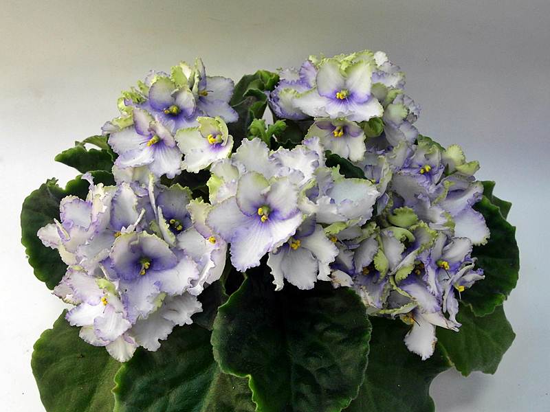 ЛЕ-Последнее Дыхание Зимы(колл.Стуленковой).JPG
